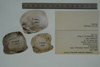 Epioblasma torulosa image