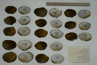 Epioblasma rangiana image