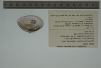 Epioblasma triquetra image