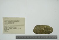 Theliderma cylindrica image