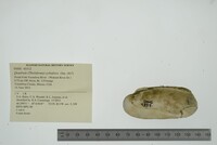 Theliderma cylindrica image