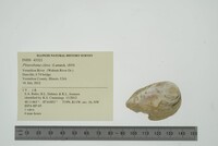 Pleurobema clava image