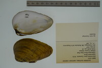 Pleurobema clava image