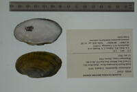 Ortmanniana ligamentina image