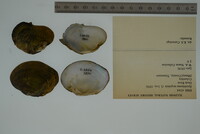 Media resource of Epioblasma turgidula