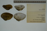 Epioblasma triquetra image