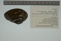 Epioblasma triquetra image