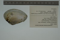 Epioblasma triquetra image