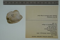 Epioblasma torulosa image