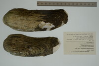 Margaritifera monodonta image