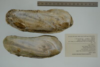 Margaritifera monodonta image