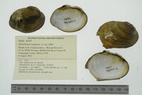 Epioblasma rangiana image