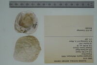 Cyprogenia stegaria image