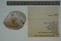 Epioblasma flexuosa image