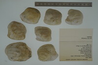 Epioblasma torulosa image