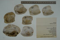 Epioblasma torulosa image