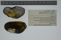 Media resource of Lasmigona decorata