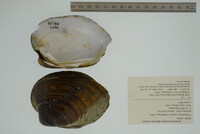 Plethobasus cyphyus image