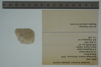 Epioblasma torulosa image