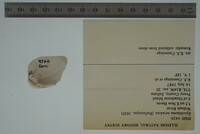 Epioblasma torulosa image