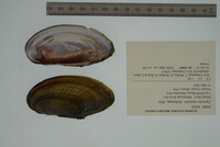 Leptodea leptodon image