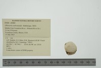 Obovaria subrotunda image