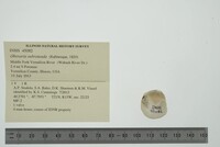 Obovaria subrotunda image