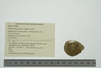 Pleurobema clava image