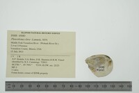 Pleurobema clava image