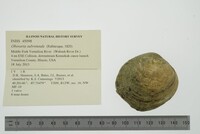 Obovaria subrotunda image