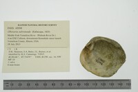 Obovaria subrotunda image