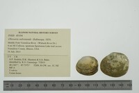 Obovaria subrotunda image