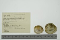 Obovaria subrotunda image