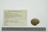 Epioblasma rangiana image