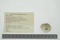 Epioblasma rangiana image