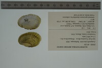 Lampsilis fasciola image