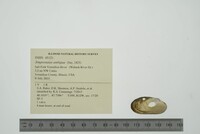 Simpsonaias ambigua image