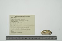 Simpsonaias ambigua image