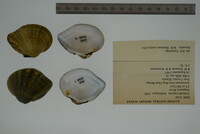 Truncilla truncata image