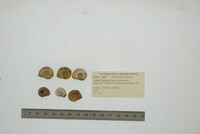 Planorbella trivolvis image