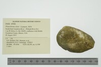 Pleurobema clava image