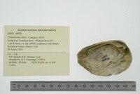 Pleurobema clava image