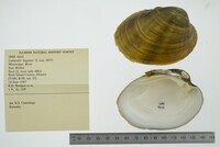 Lampsilis higginsii image