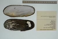 Margaritifera monodonta image