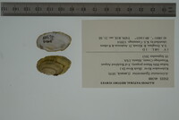 Ortmanniana ligamentina image