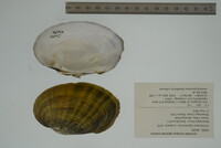 Ortmanniana ligamentina image