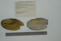 Media resource of Pyganodon lacustris