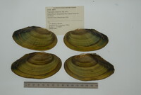 Pyganodon cataracta image