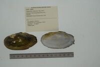 Pyganodon cataracta image