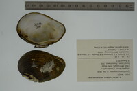 Epioblasma rangiana image